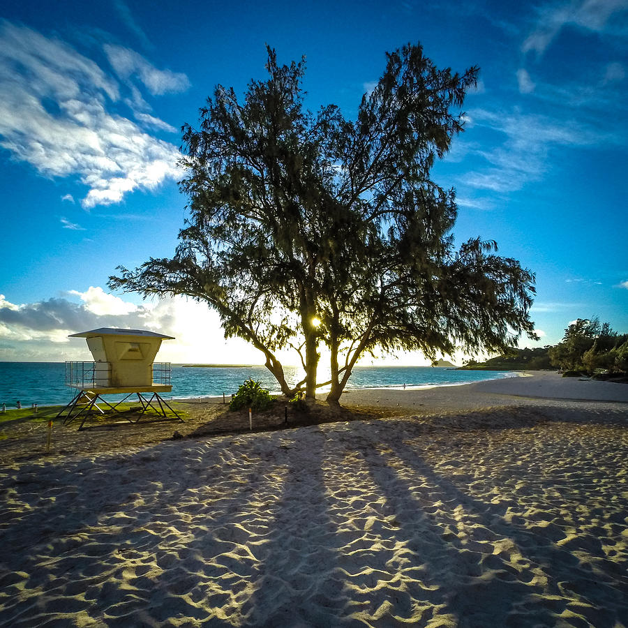 Tree Photograph - Dawn Patrol by Brian Governale