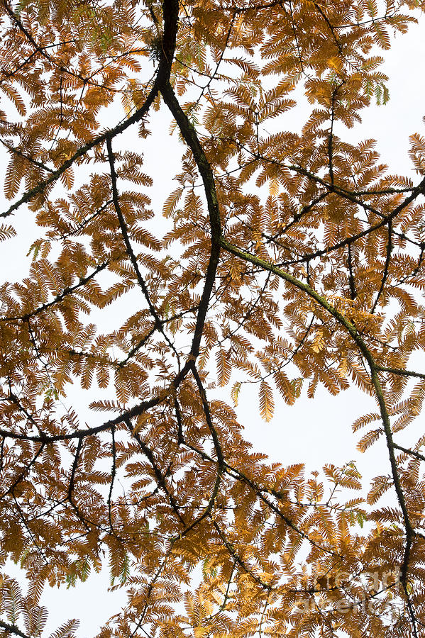 Tree Photograph - Dawn Redwood Autumn Foliage by Tim Gainey