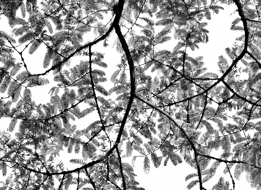 Dawn Redwood Foliage Monochrome Photograph by Tim Gainey