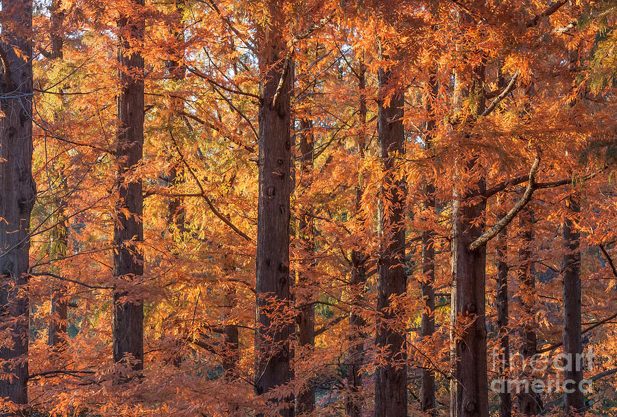 Nature Photograph - Dawn Redwood Trees by Chris Scroggins