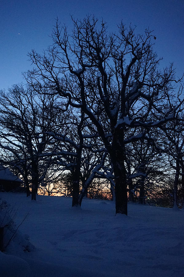 Dawn Snow Photograph by Brooke Bowdren