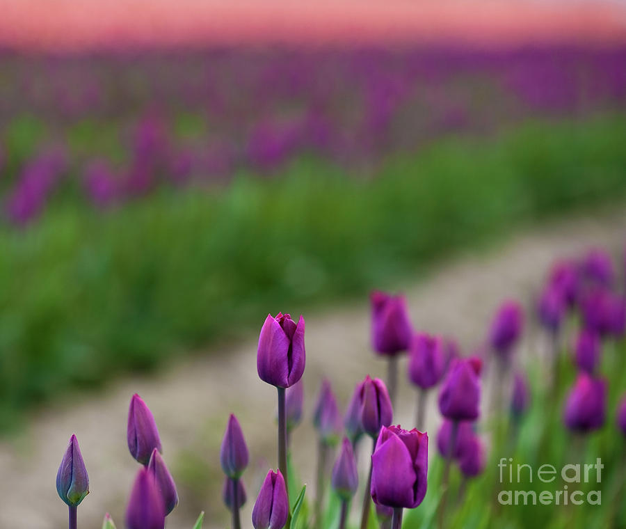 Dawn Tulips Photograph by Mike Reid