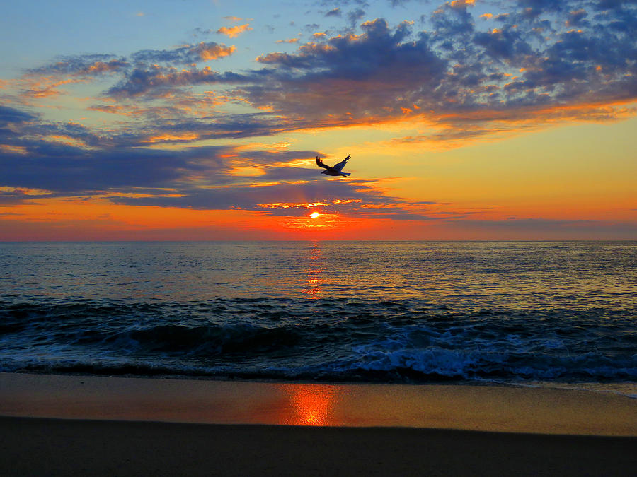 Dawning Flight Photograph by Dianne Cowen Cape Cod Photography