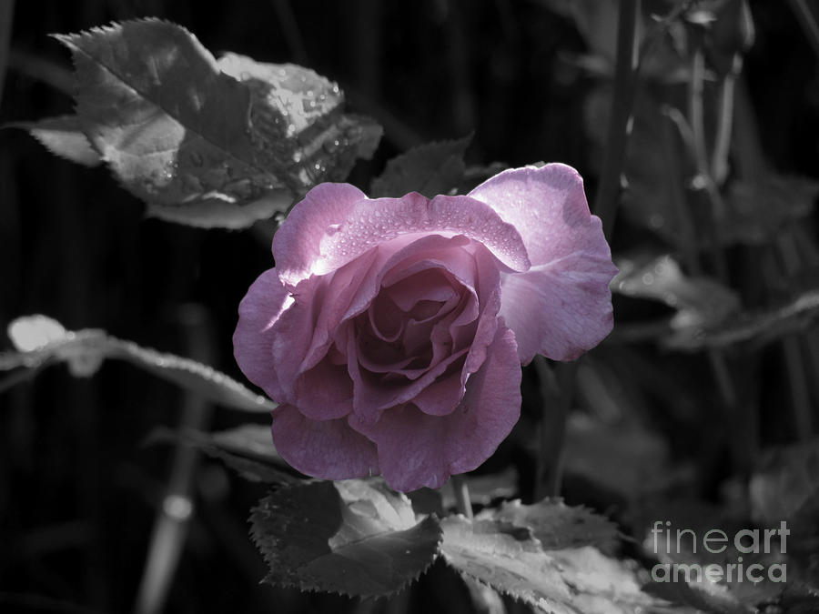 Dawning Pink Rose Photograph