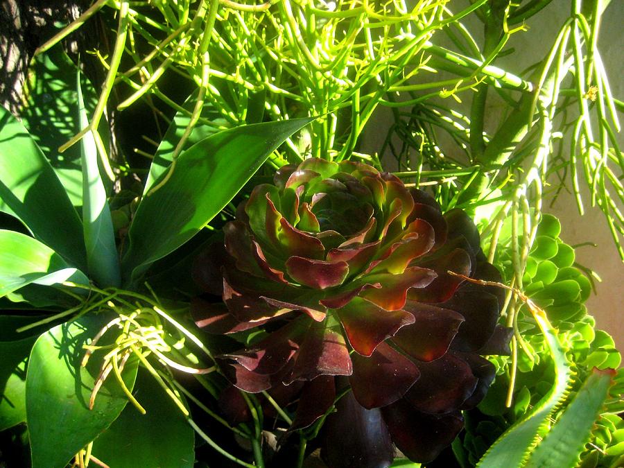 Dawning Succulents Photograph by Melissa McCrann
