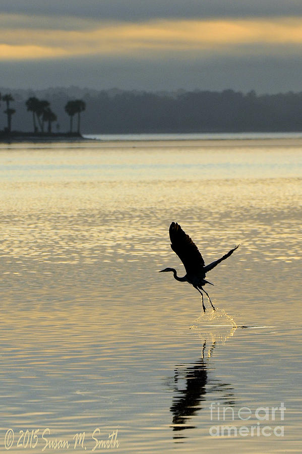 Dawns Early Flight Photograph by Susan Smith