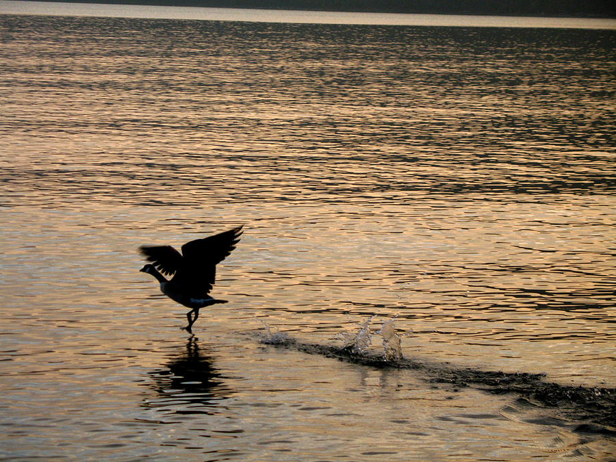 Dawn's First Flight Photograph by Cathy Weaver - Fine Art America