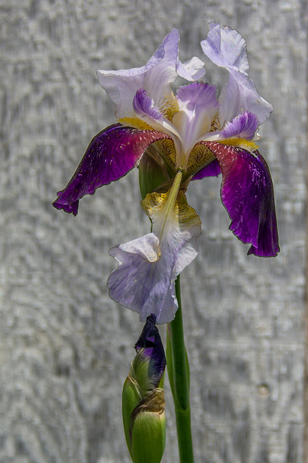 Dawns Iris Photograph by Guy Whiteley