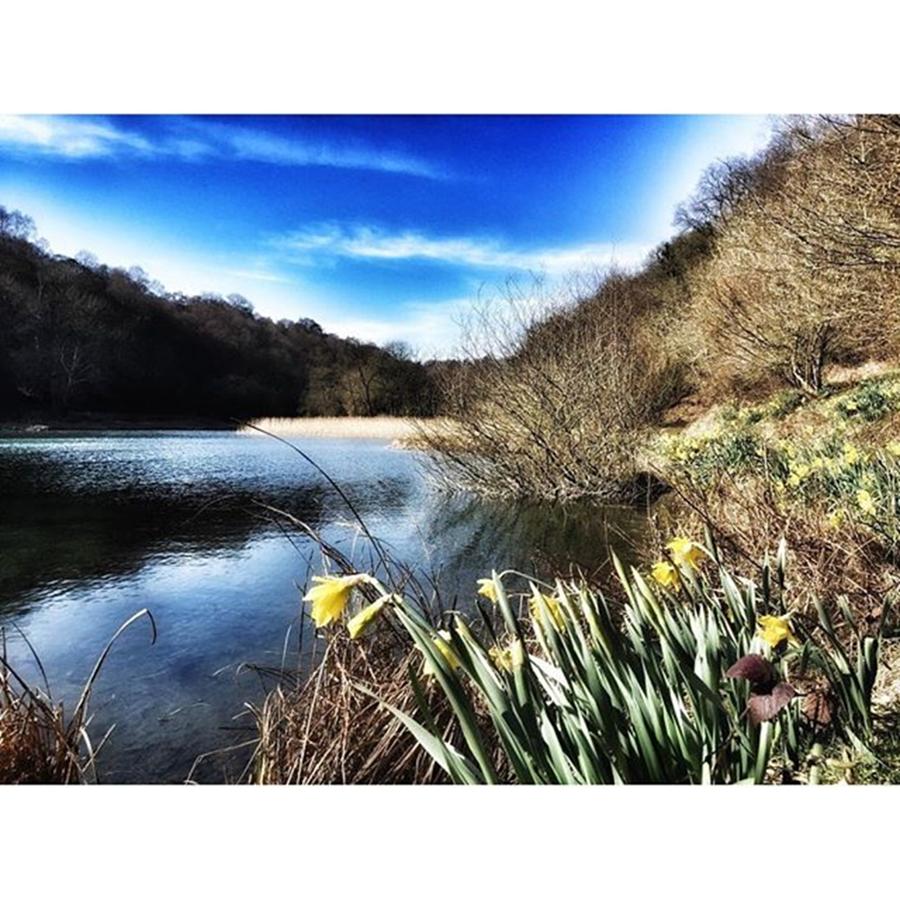 Nature Photograph - Daffodils in the sun along The Cleveland Way by Rebecca Bromwich