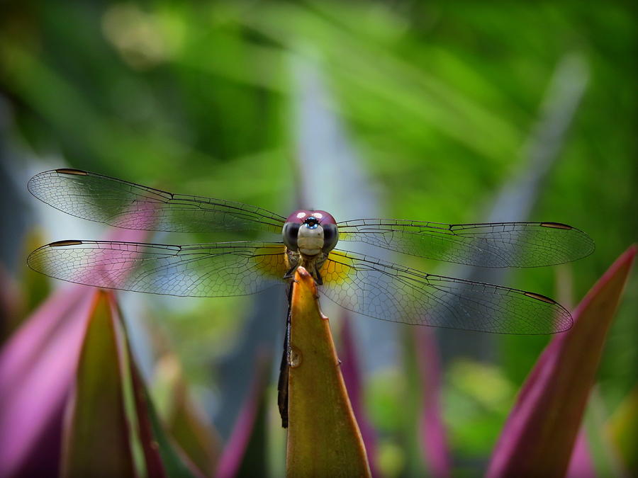 Day Dreaming Dragonfly Photograph by Wanderbird Photographi LLC