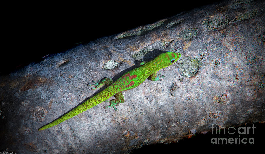 Day Gecko Photograph by Mitch Shindelbower