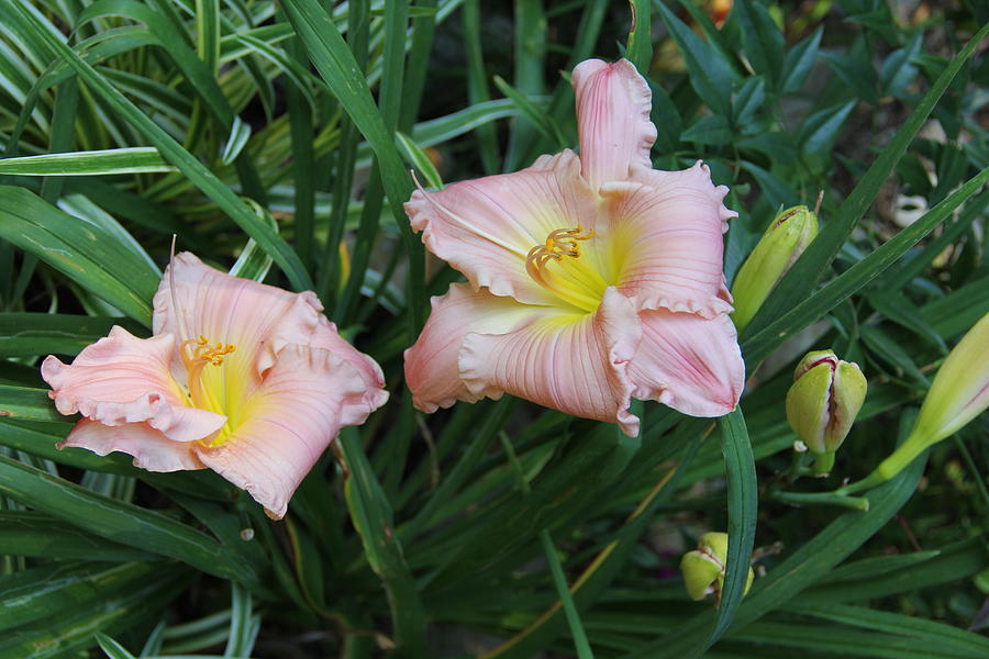 Daylilies Photograph by Allen Nice-Webb