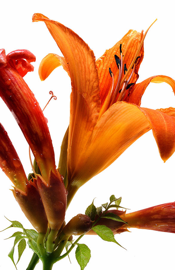 Day Lilies Photograph by Gary Warnimont