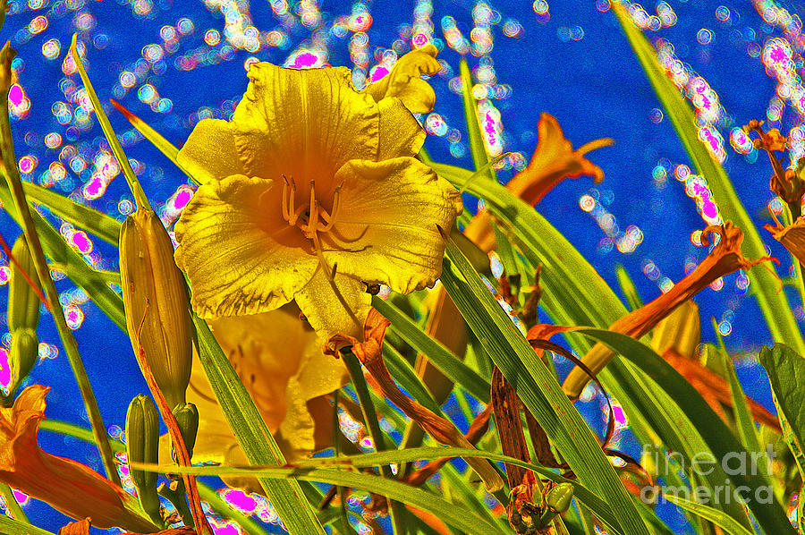 Day Lilies in the Sky with Diamonds  Photograph by David Frederick