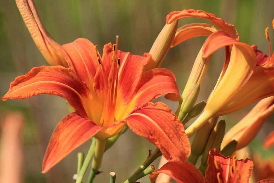 Day Lilies in the Wild 1 Photograph by Joseph C Hinson