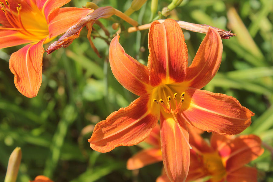 Day Lilies in the Wild 2 Photograph by Joseph C Hinson