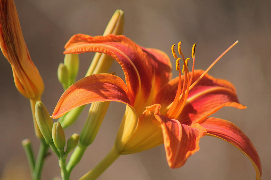 Day Lilies in the Wild 3 Photograph by Joseph C Hinson