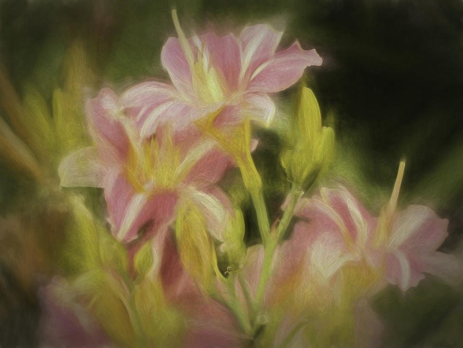 Day Lilies Photograph by Lorraine Baum