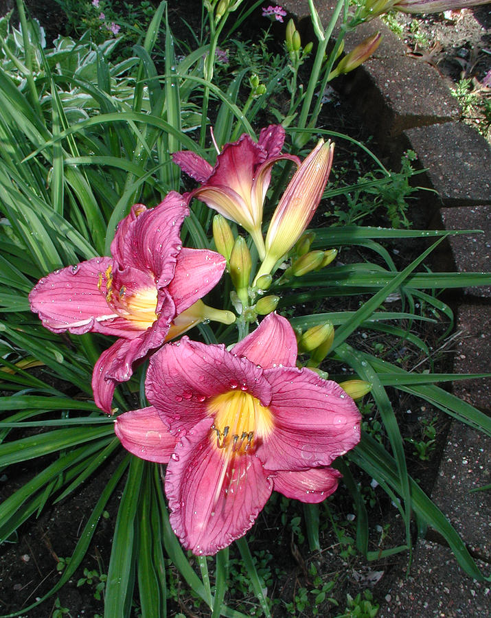 Day Lillies Photograph by Ferrel Cordle