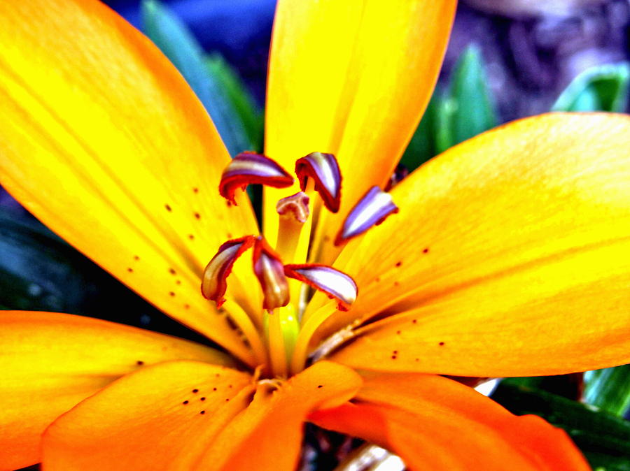Day Lilly Photograph by Amy McDaniel