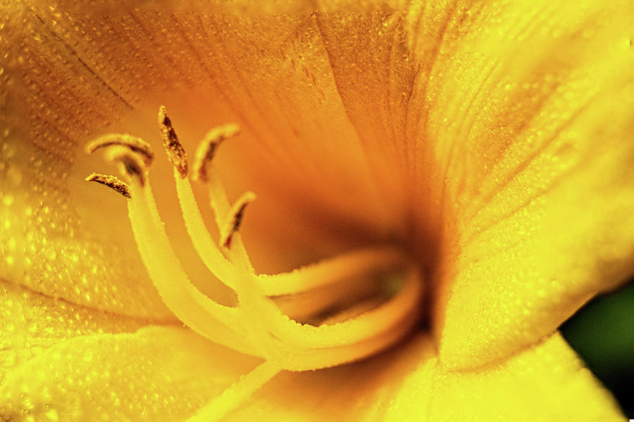 Day Lilly Blossom Macro Photograph by Barry Jones