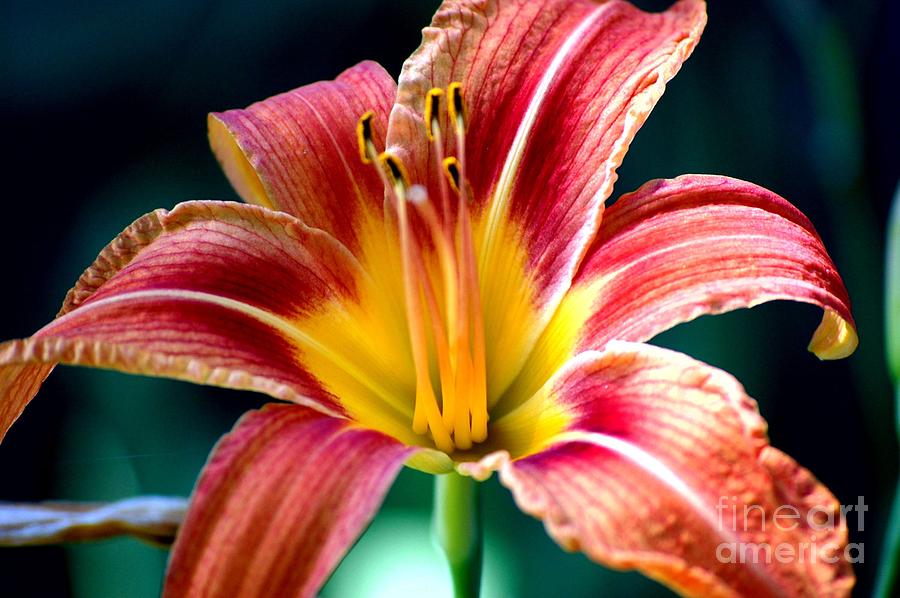Day lilly Photograph by David Lane