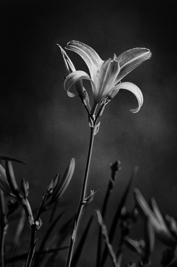 Day Lilly Photograph by Dick Pratt