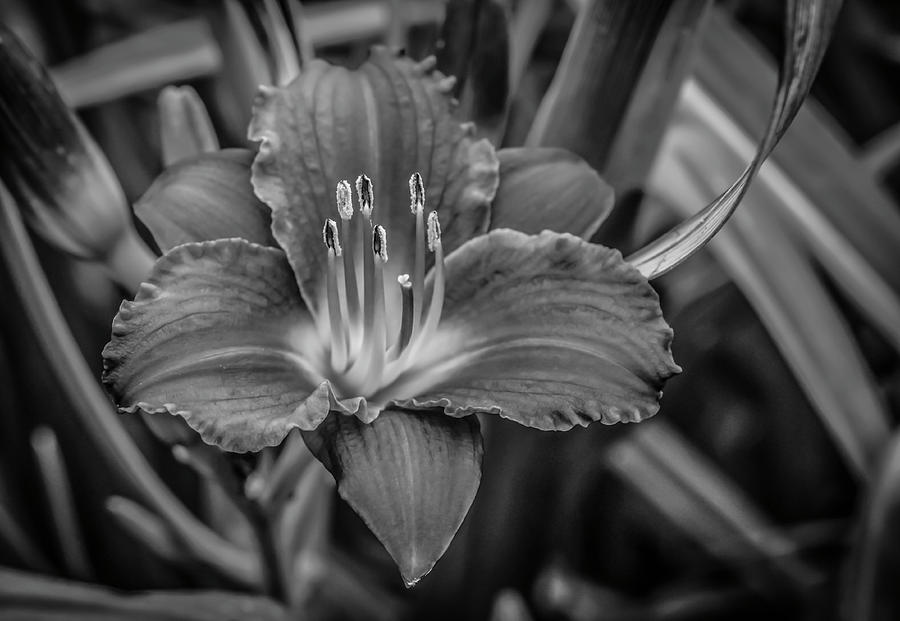 Day Lilly Photograph by Ray Congrove