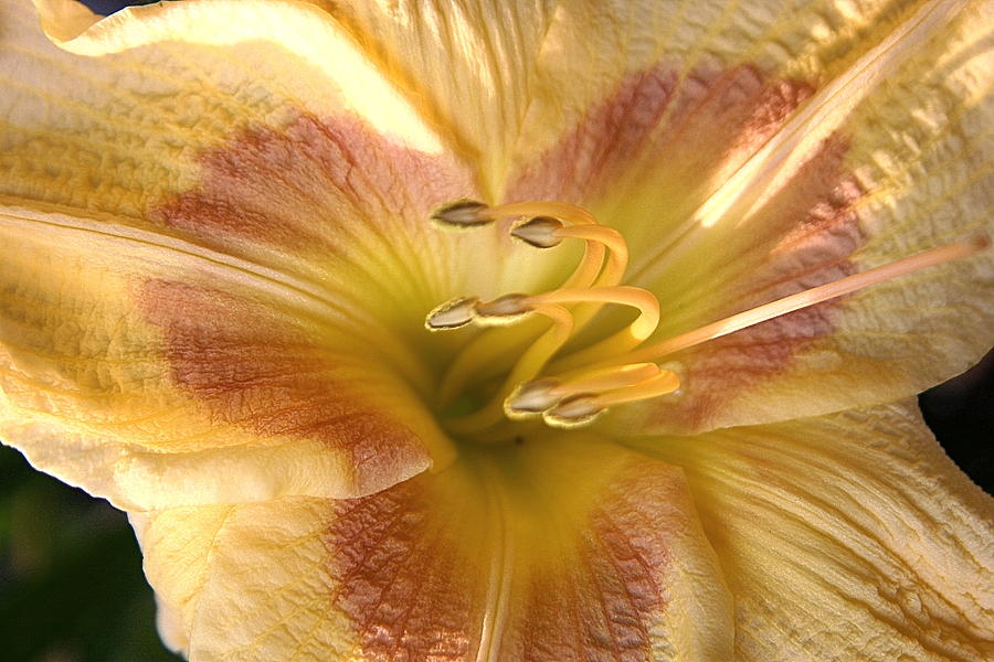 Day Lilly Photograph - Day Lilly by Rich Lightfoot