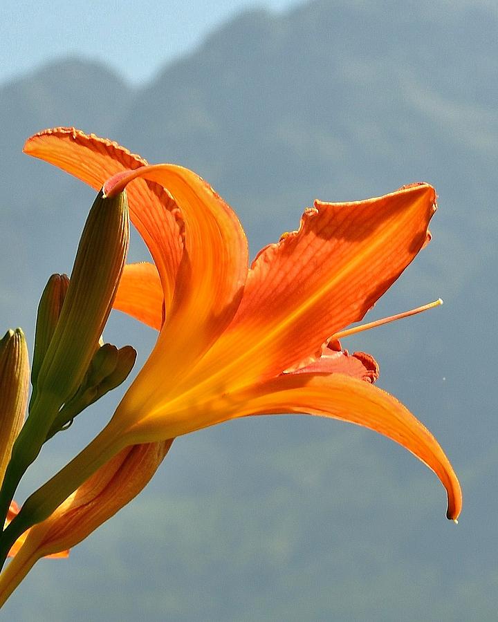 Orange Light - Day Lily Photograph by Kim Bemis