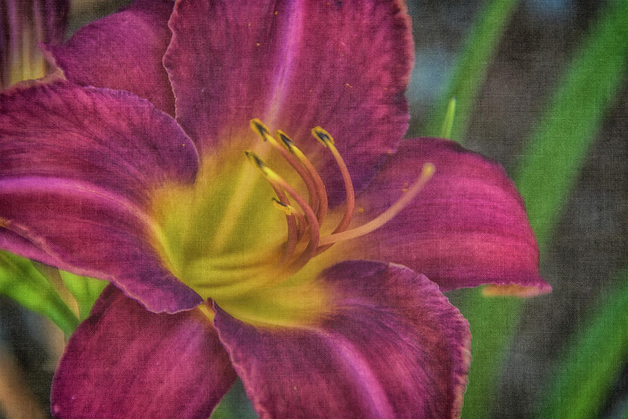 Day Lily 5 Photograph by Pamela Williams