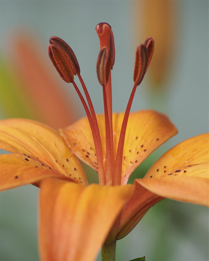 Day Lily 5080 Photograph by Michael Peychich