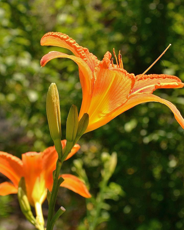Lily Photograph - Beautiful Orange Day Lily by Kim Bemis