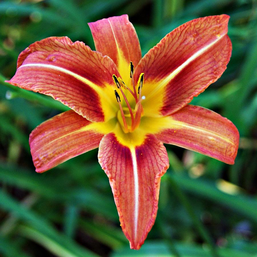 Day Lily A  Photograph by Joe Faherty