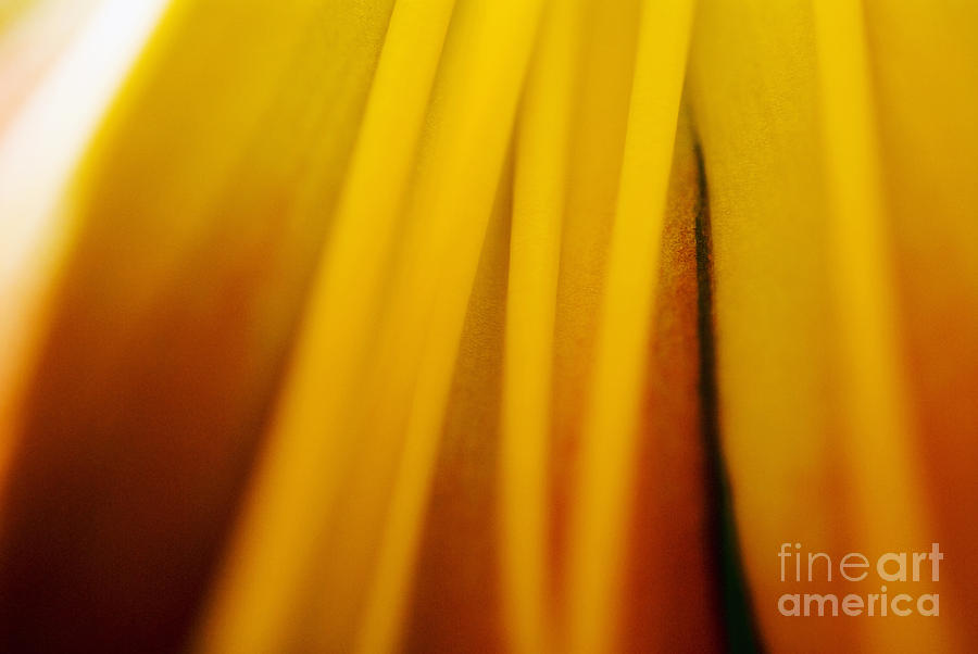 Day Lily Abstract Photograph by Ray Laskowitz - Printscapes