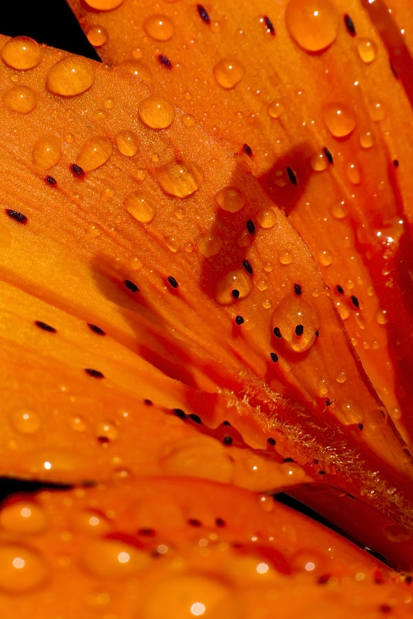 Day Lily after rain Photograph by Sven Brogren