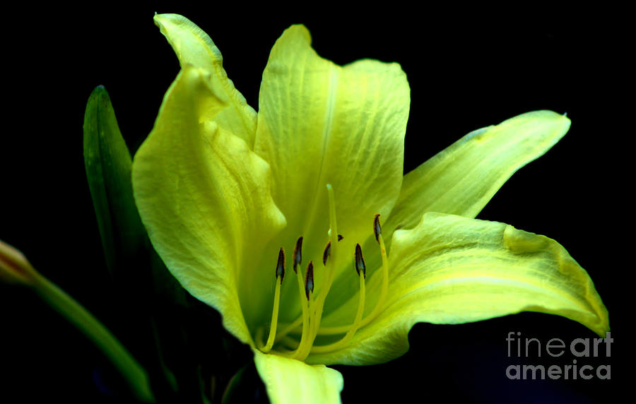 Day Lily At Night Photograph by Barbara S Nickerson