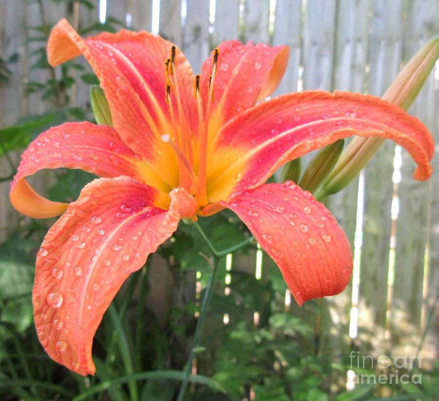 Day Lily Photograph by CAC Graphics
