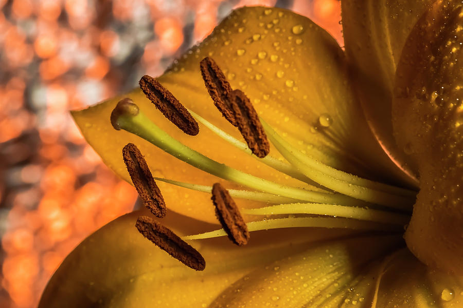 Day Lily close up with abstract background Photograph by Sven Brogren