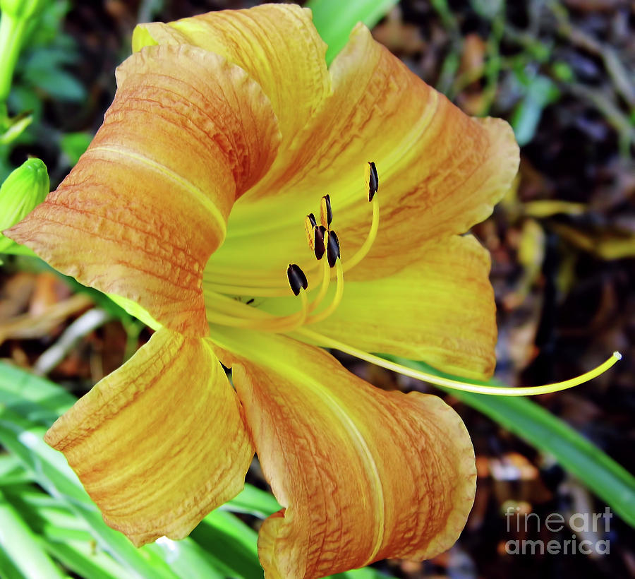 Day Lily Photograph by D Hackett
