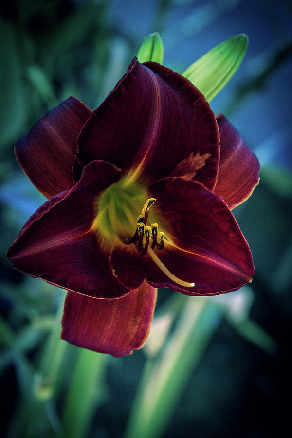 Day Lily Dark Photograph by Terry Davis