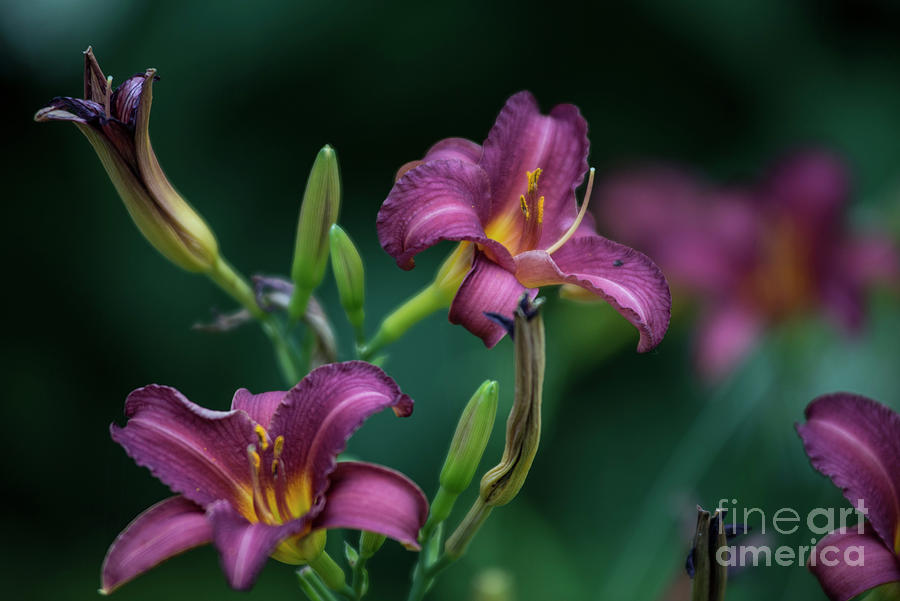 Day Lily Photograph by David Bearden