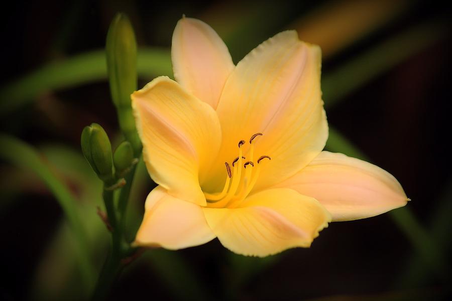 Flowers Still Life Photograph - Day Lily Day by Rosanne Jordan