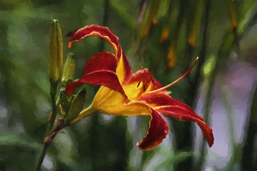 Nature Photograph - Day Lily by HH Photography of Florida