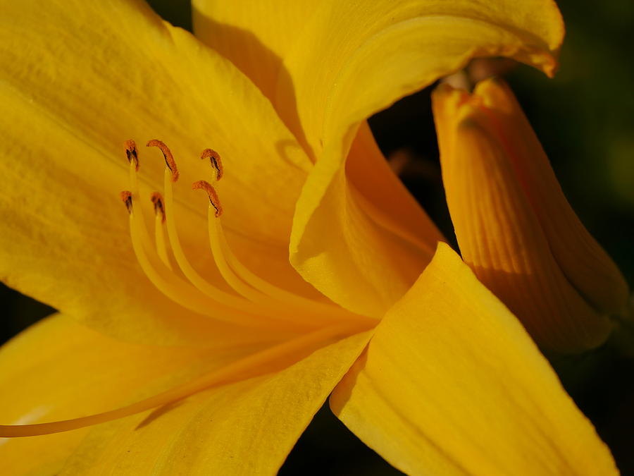 Day Lily in Afternoon Sun Photograph by Jane Ford