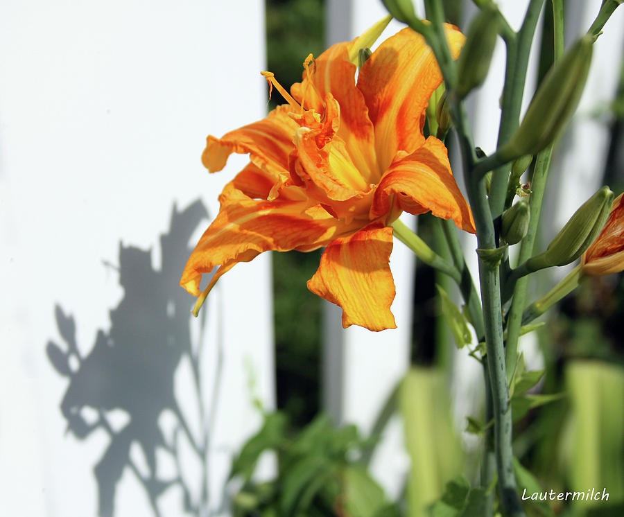 Day Lily in Backyard Photograph by John Lautermilch