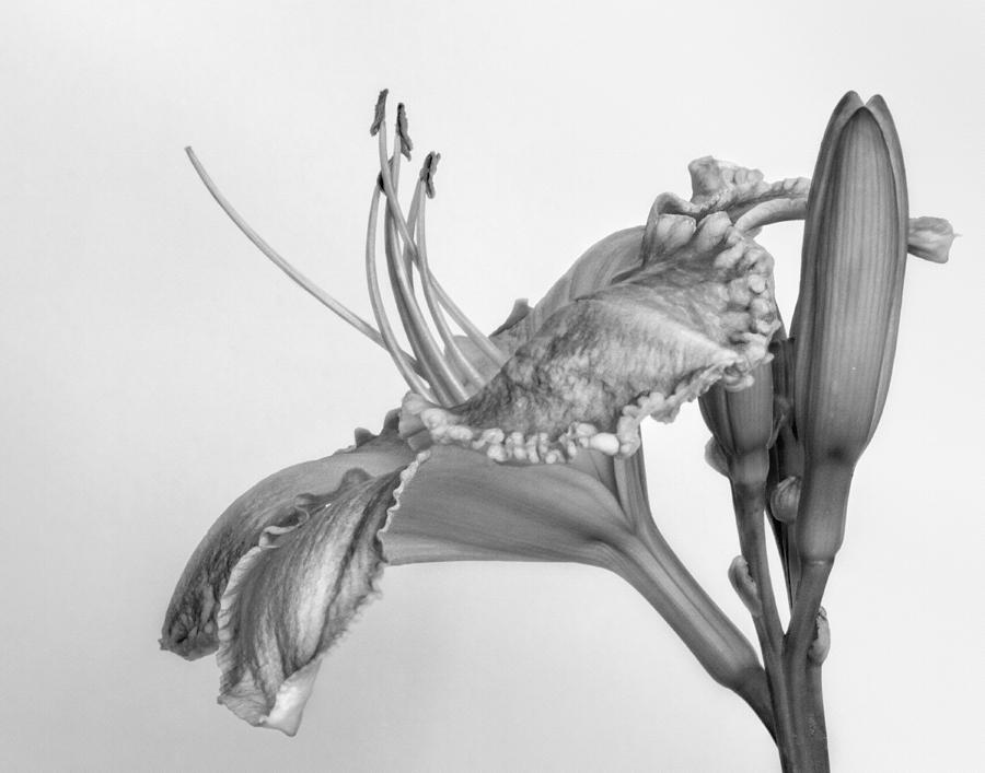 Day Lily in Black and White Photograph by David and Carol Kelly - Fine ...