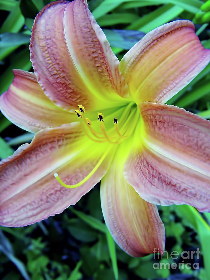 Day Lily In Pastels Photograph by D Hackett