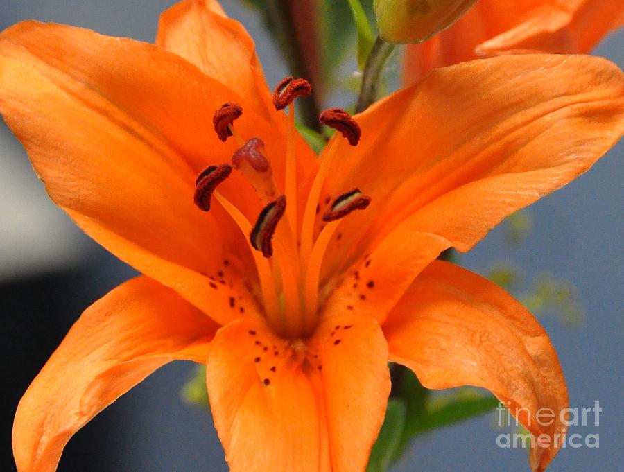 Day-Lily Photograph by John Black