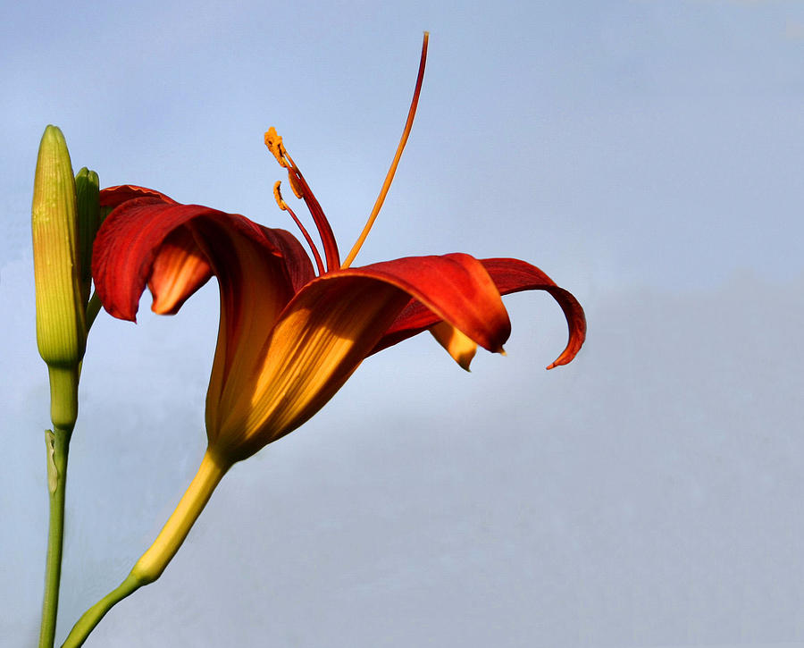 Day Lily Photograph by Kristin Elmquist